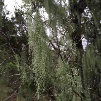 Usnea trichodea image