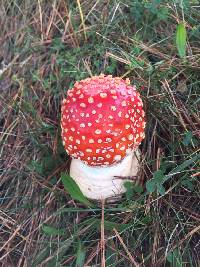 Amanita muscaria image