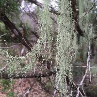 Usnea trichodea image