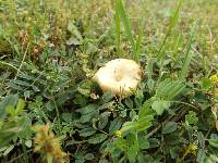 Polyporus arcularius image