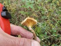 Polyporus arcularius image