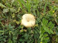 Polyporus arcularius image