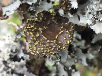 Pseudocyphellaria crocata image