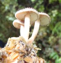 Hypholoma brunneum image