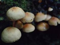 Hypholoma acutum image