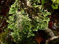 Pseudocyphellaria glabra image