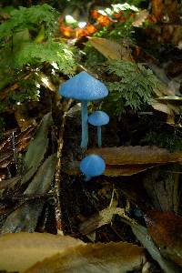 Entoloma hochstetteri image