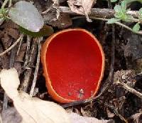 Sarcoscypha coccinea image