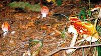 Amanita muscaria image