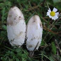 Coprinus comatus image