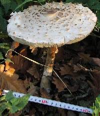 Macrolepiota procera var. procera image