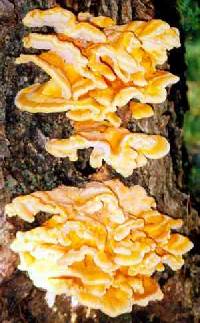 Laetiporus sulphureus image
