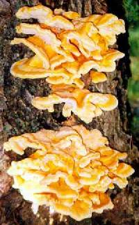 Laetiporus sulphureus image