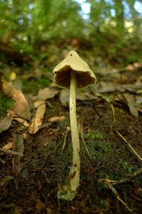 Entoloma latericolor image