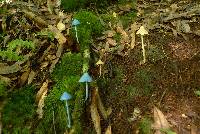 Entoloma latericolor image