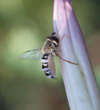 Entomophthora muscae image