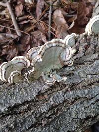 Trametes versicolor image