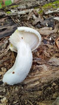 Pleurotus dryinus image