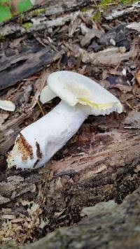 Pleurotus dryinus image