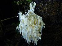 Hericium coralloides image