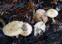 Image of Lepiota rufescens