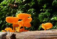 Favolaschia calocera image