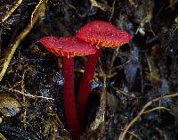 Hygrocybe miniata image