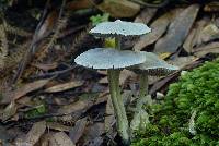 Entoloma canoconicum image