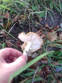 Amanita muscaria image