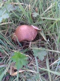 Leccinum scabrum image