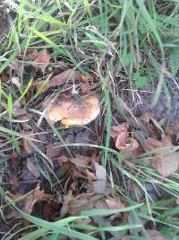 Amanita muscaria image