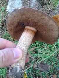 Leccinum scabrum image