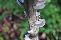 Schizophyllum commune image