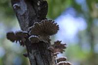 Schizophyllum commune image