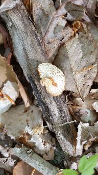 Polyporus alveolaris image