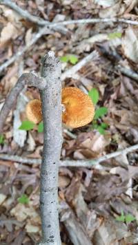 Polyporus alveolaris image