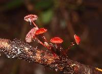 Mycena viscidocruenta image