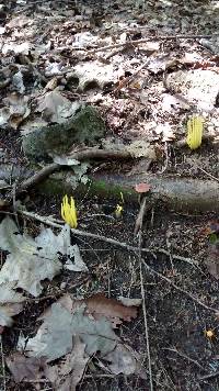 Clavulinopsis fusiformis image