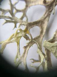 Evernia prunastri image