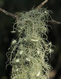 Usnea intermedia image