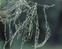 Ramalina menziesii image