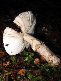 Amanita nothofagi image