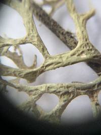 Evernia prunastri image