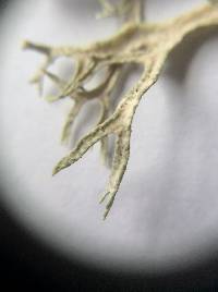 Evernia prunastri image