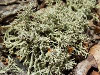 Image of Cladonia amaurocraea