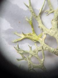 Evernia prunastri image