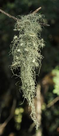 Usnea intermedia image