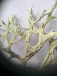 Evernia prunastri image