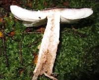 Amanita nothofagi image