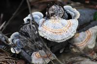 Trametes versicolor image